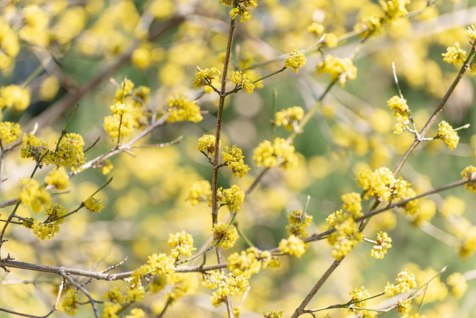 10 SPICEBUSH Wild Allspice Lindera Benzoin Spice Bush Berry Yellow Flower Seeds