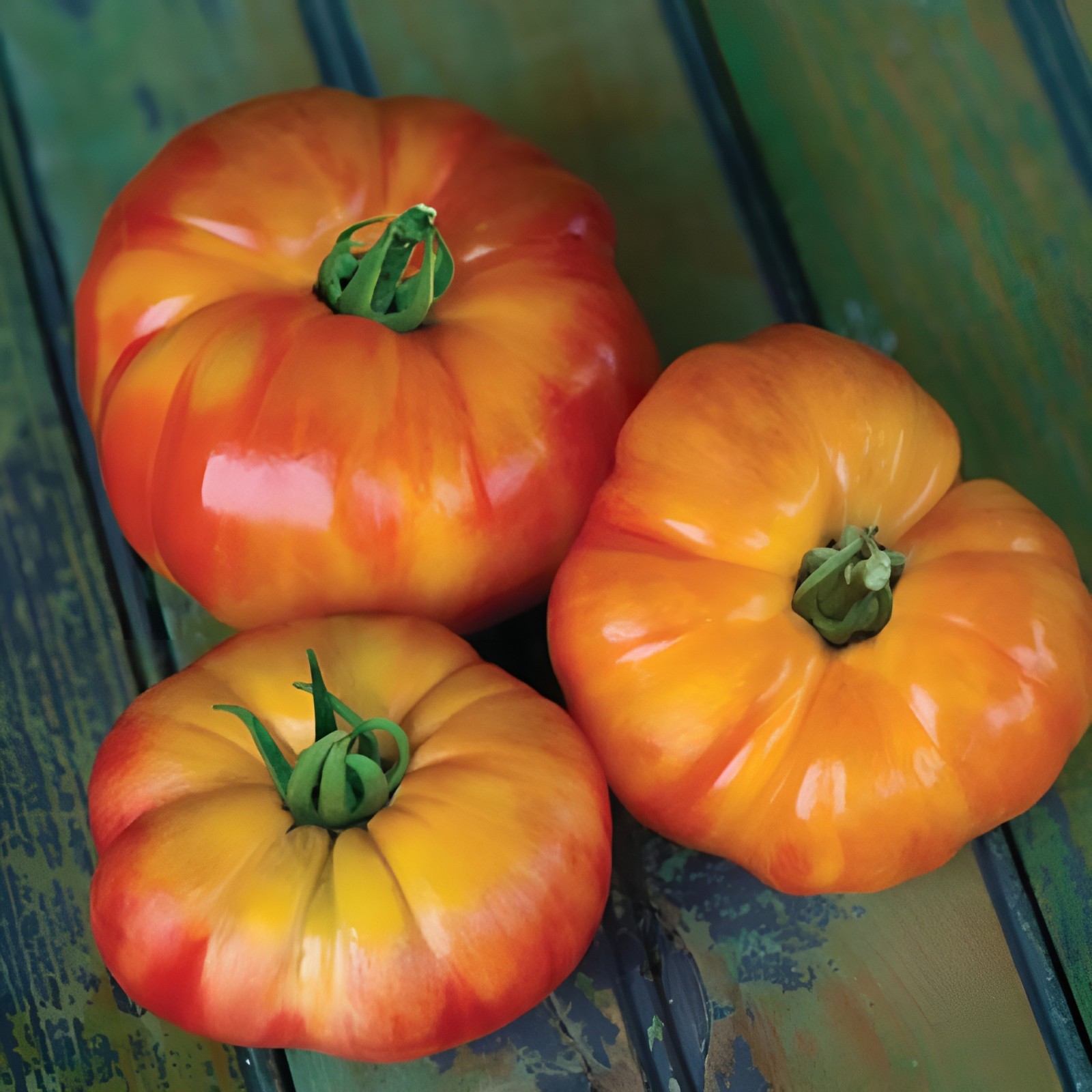 100 Heirloom Big Rainbow Tomato Seeds GIANT 2lb Bi-Colored Sweet Indeterminate