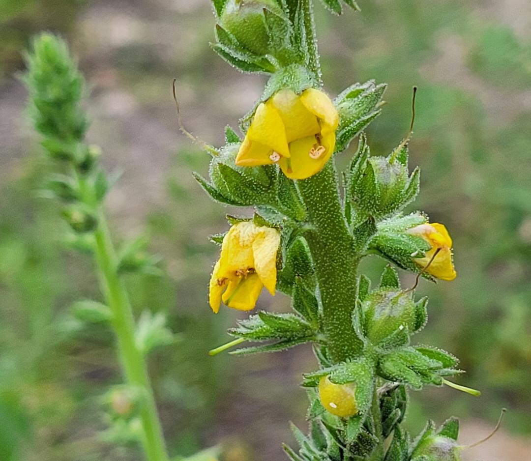 Wand Mullein | 25 Seeds | Verbascum virgatum | Florida Grown | Wild Harvested