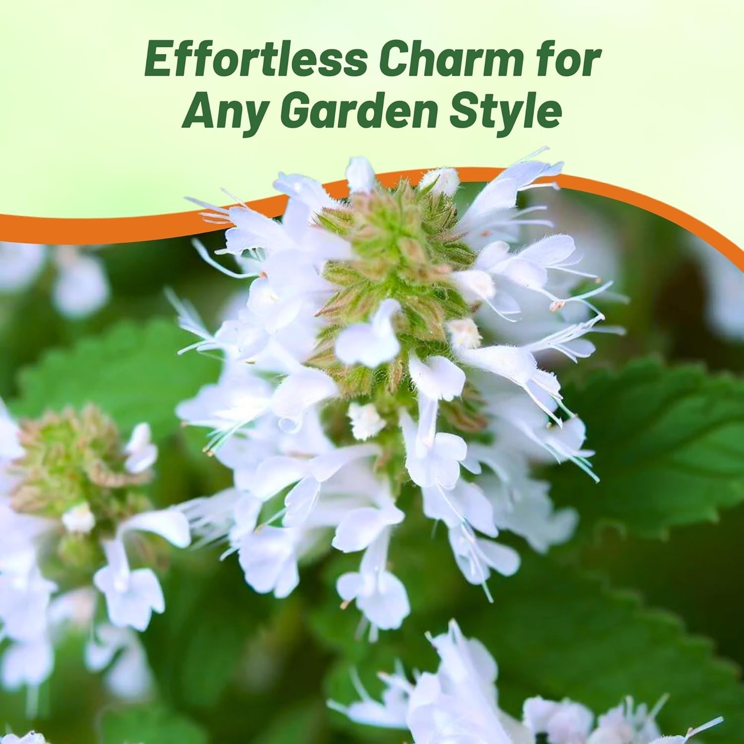 5000 Seeds Common Catmint Nepeta Cataria White Flowering Drought Resistant Herb