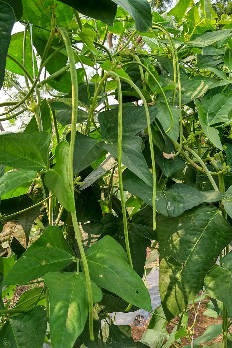 White Yard Long Bean Seeds |USA Chinese Green Beans Cowpea Fresh Asian Seed 2024