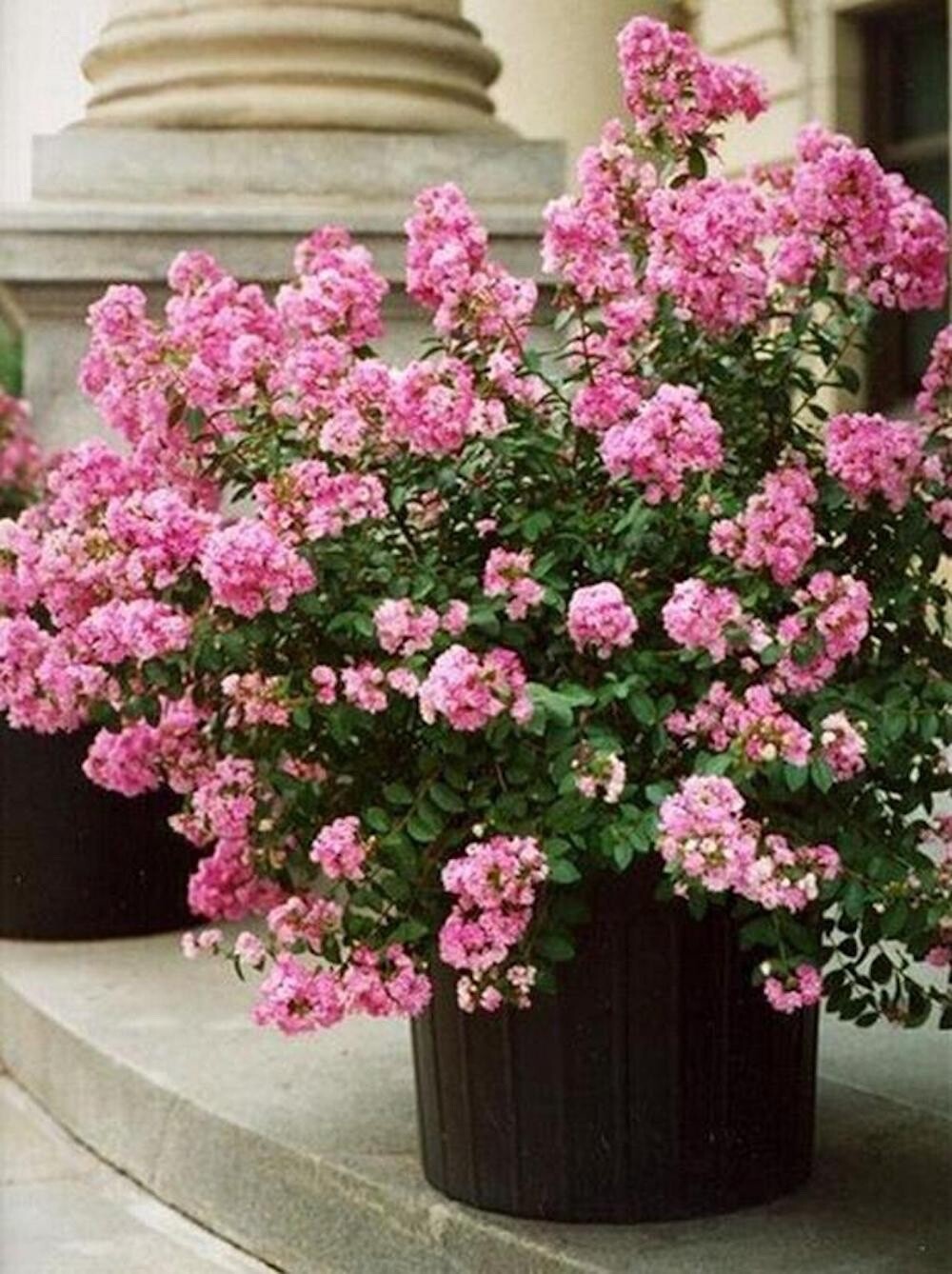 20 SEEDS for Pink Cream CRAPE MYRTLE rare flower exotic tree plant USA Seller
