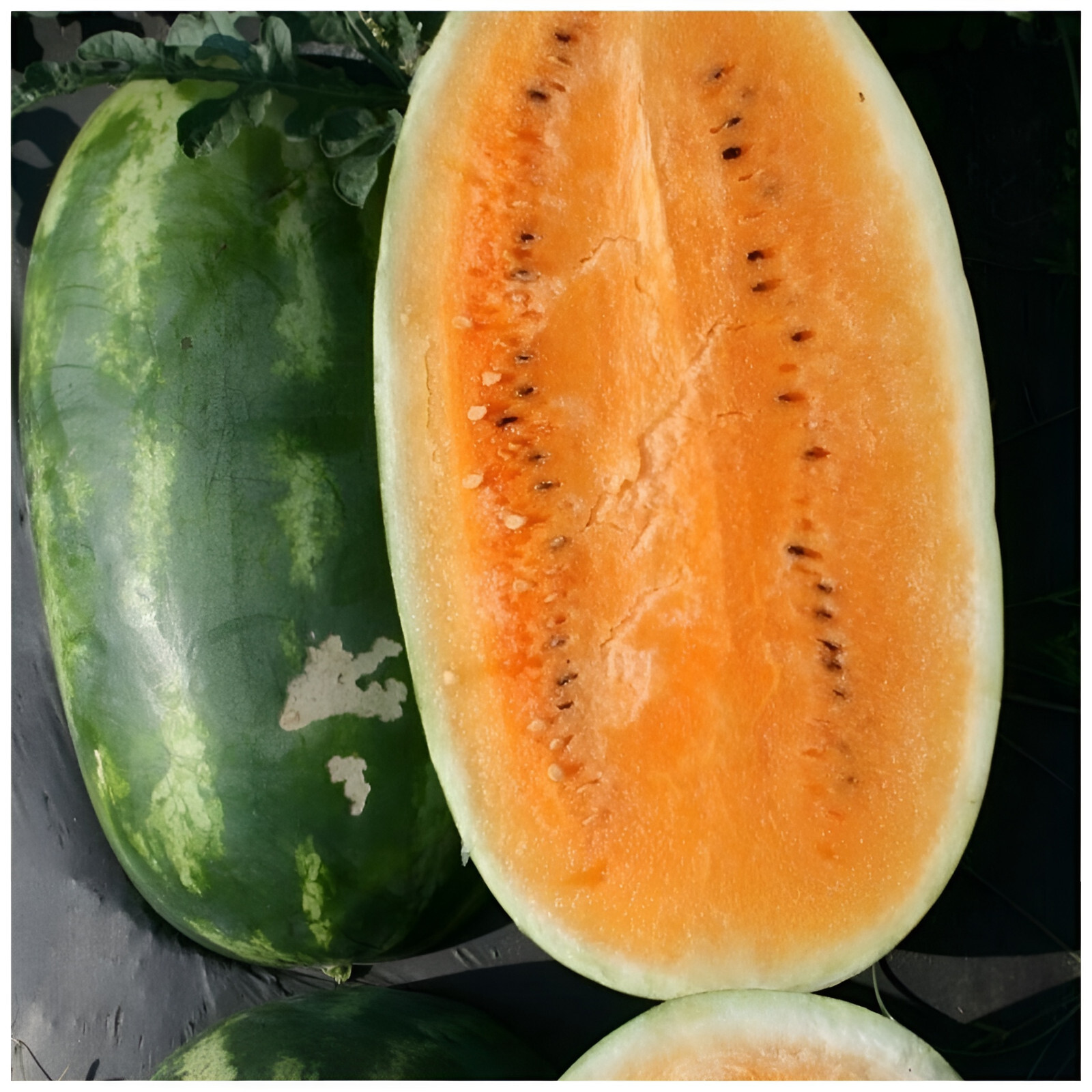 35 Heirloom Tendersweet Orange Watermelon Seeds – HUGE 30-35LB Super Sweet Melon