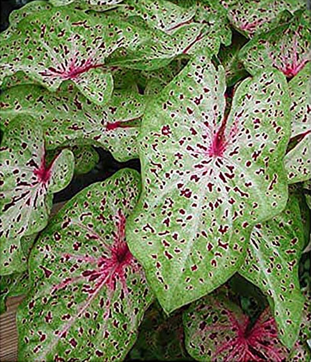 Caladium Bulbs Large Size Vibrant Green & Pink Foliage for Zones 911