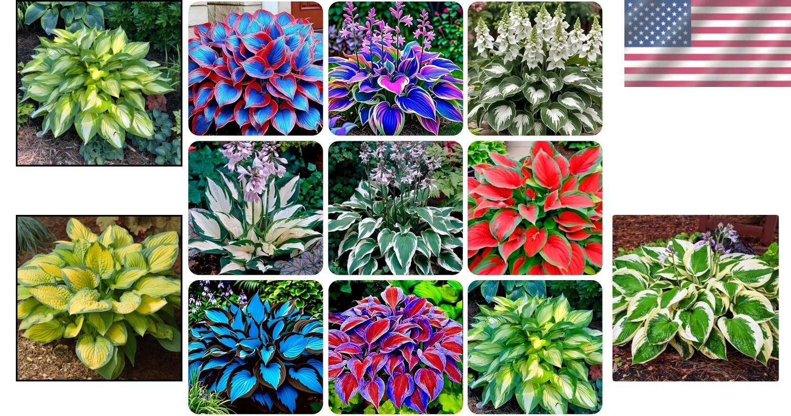 Dazzling Hosta Flower Seeds, Over 200 Perennial Seeds Perfect for Any Landscape