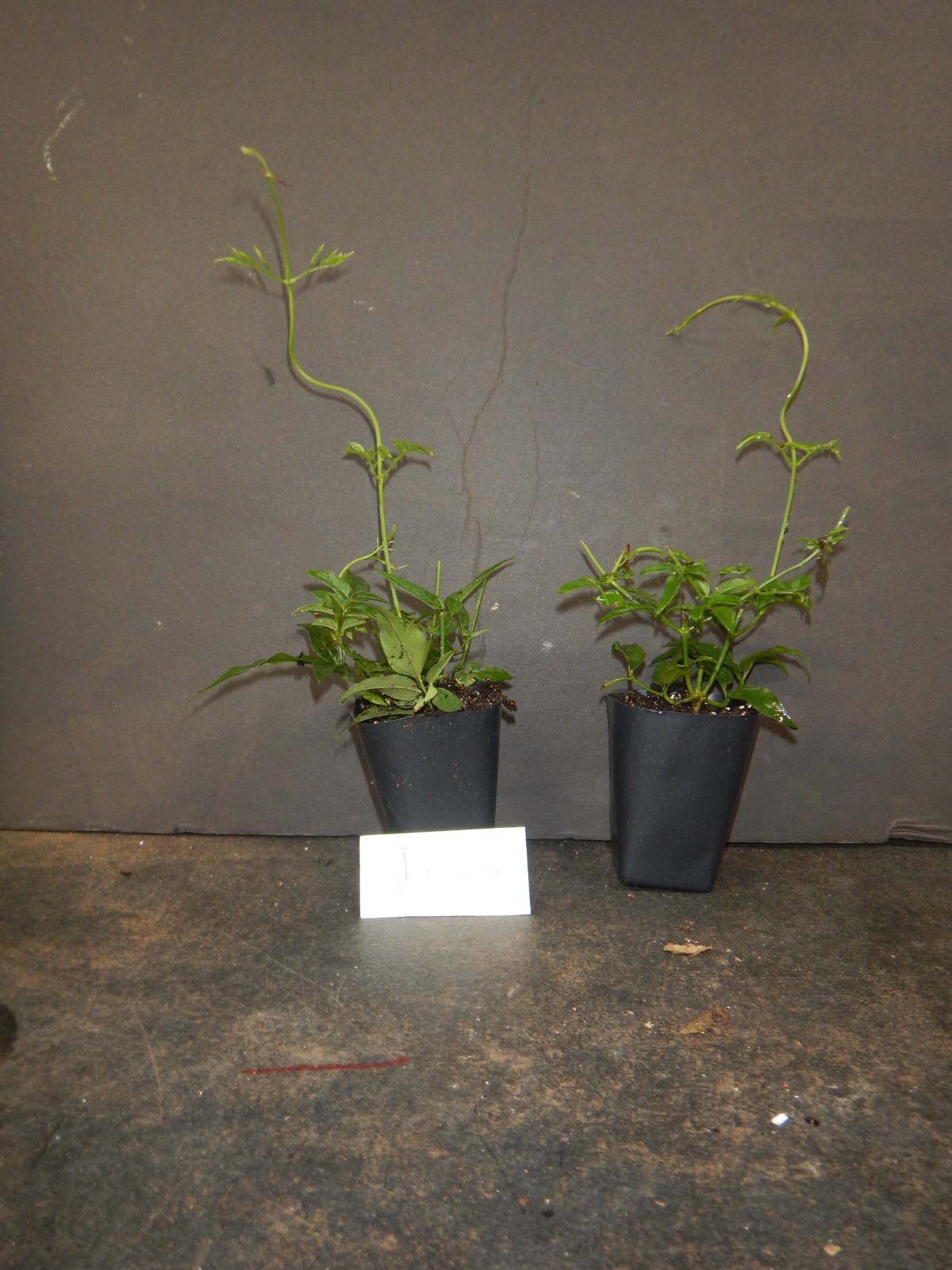 PINK JASMINE~Jasminum Polyanthum~~Rooted STARTER Plant~Extremely Fragrant