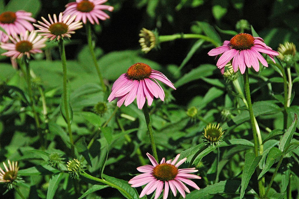 purple Echinacea 100 seeds, coneflower, large daisy-like flowers, herb.