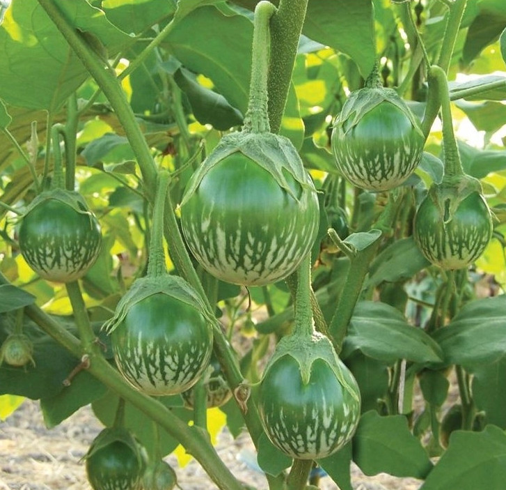 Green Skin Thai Eggplant Seeds – 0.5g per Pack – Vegetable – Cà Dĩa Da Xanh