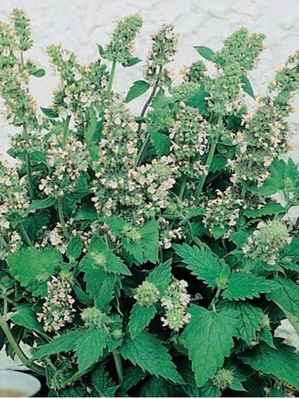 501+CATNIP Seeds Cat Sedative Herbal Drought Poor Soils Organic Container/Garden