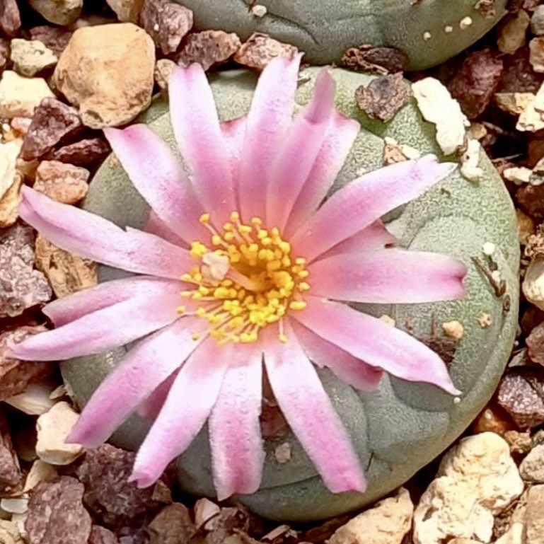 RARE SEEDS (10pk) F… v. “Sierra Zavaleta” x10 (Ten) Cactus US SELLER
