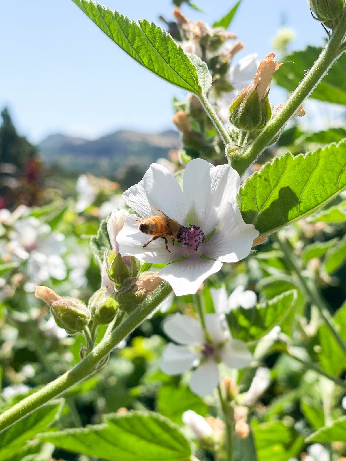 Organic Marshmallow Seeds – 30+