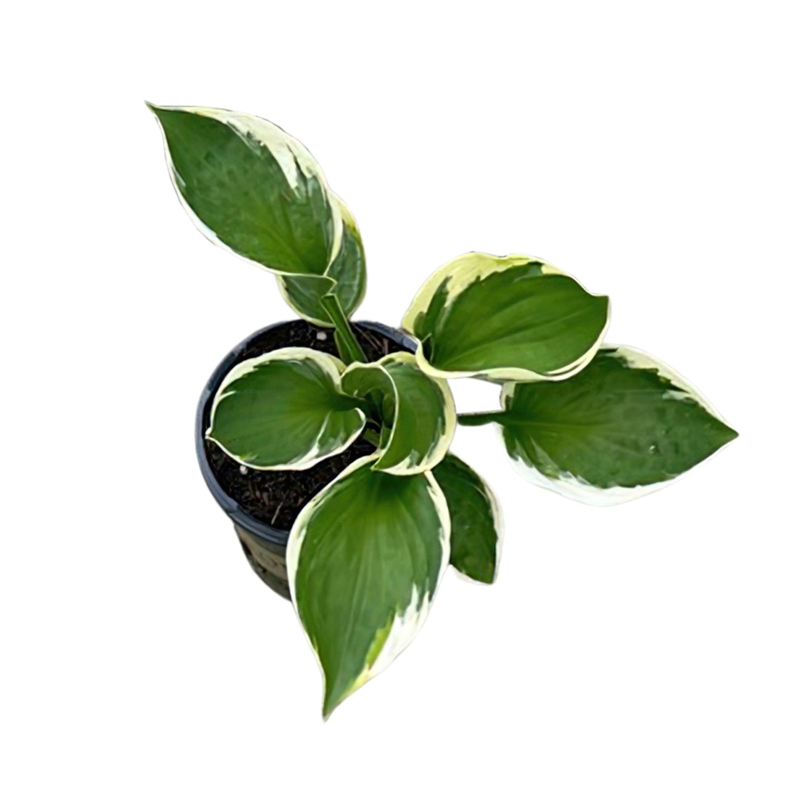Live Perennial Hosta Assorted Varieties 3 Plants Per Pack Beautiful Accent P…