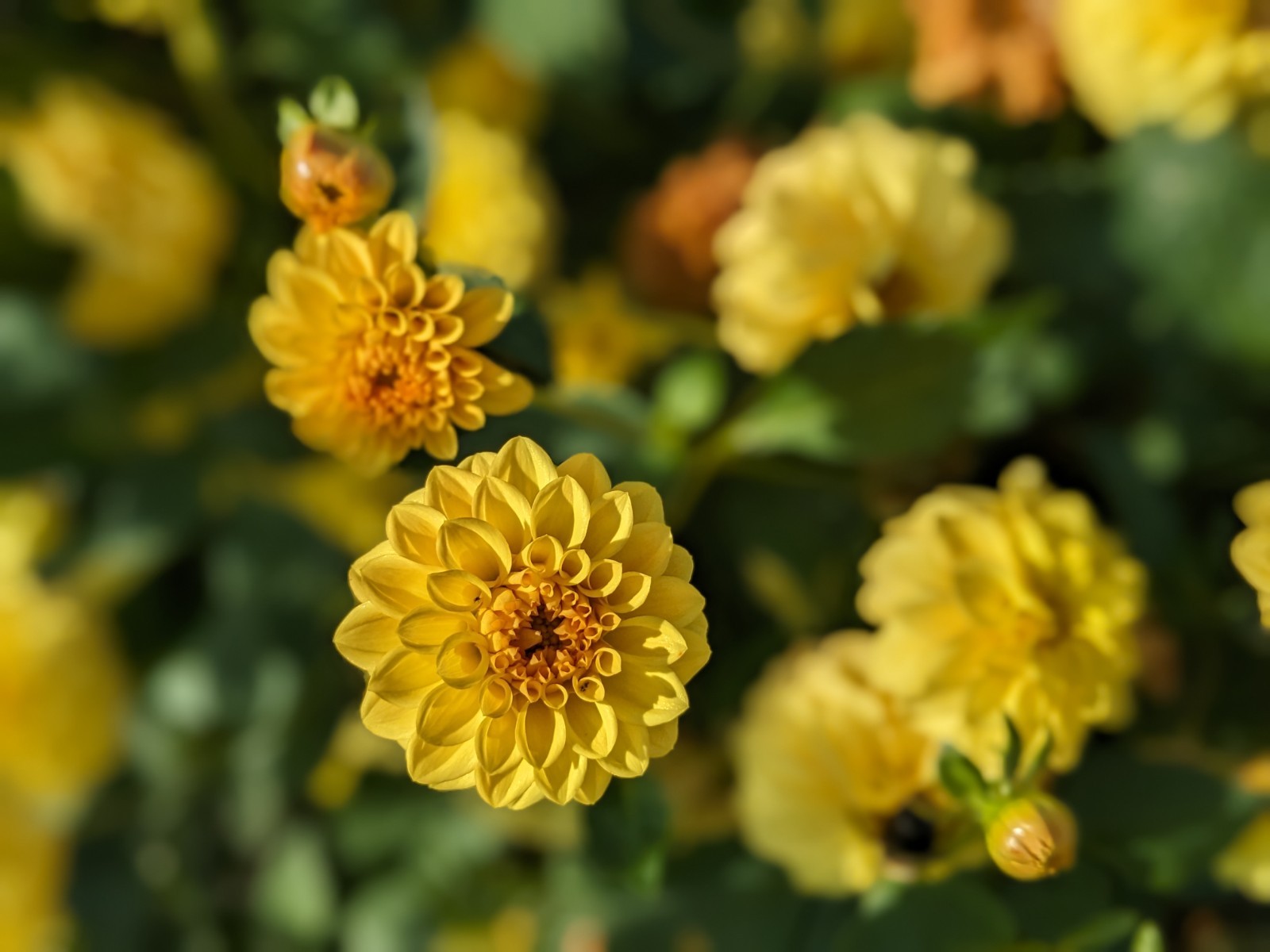 Dahlia tubers bulbs for planting – grown in Maryland
