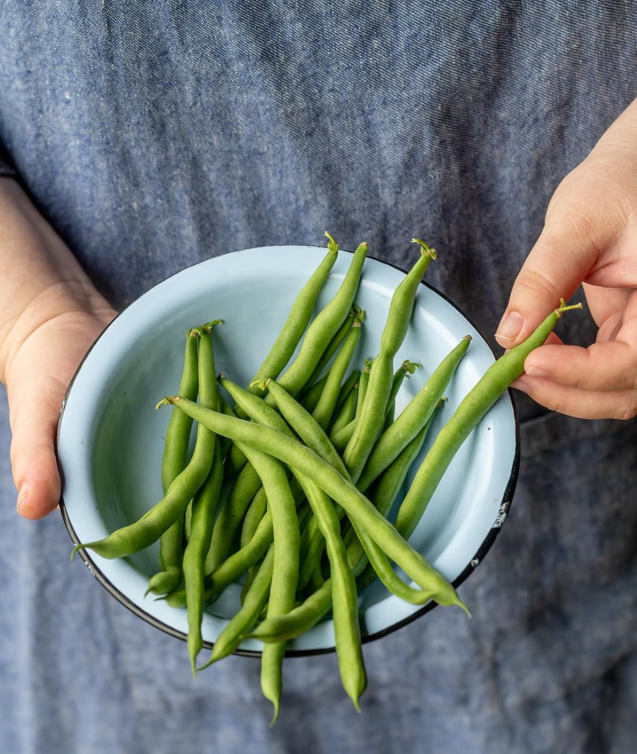 Kentucky Blue Pole Bean Seeds 8 Ounces of Seed