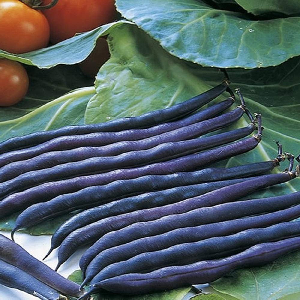 Purple Queen Bush Bean Seeds – 25 Count Seed Pack – Upright, Compact, and Bushy,