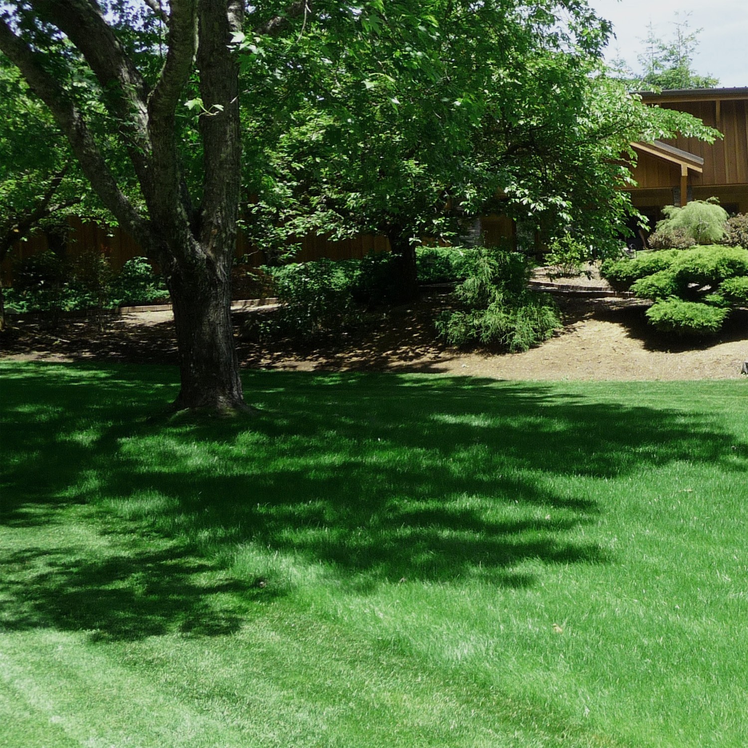 25 LBS – OptiGrowth Coated Legacy Fine Fescue Grass Seed For Lawns – Grass