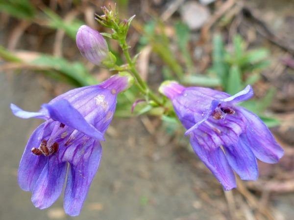 Penstemon strictus | Rocky Mountain Penstemon | 1000 Seeds