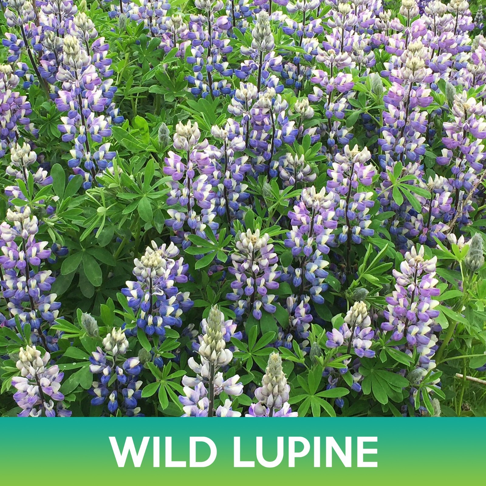 Wild Lupine Flower Seeds, Lupinus Perennis