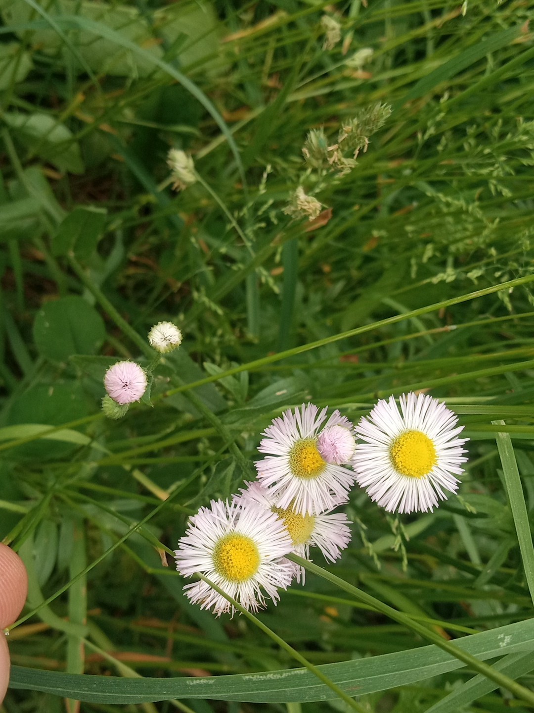 Philadelphia Fleabane Seeds Erigeron Philadelphicus Native Daisy Wildflower 500+