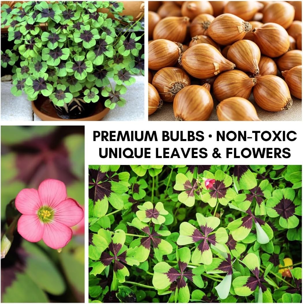 24 Pack Iron Cross Shamrock Plant Bulbs, Live Oxalis Bulbs for Indoor Outdoor…