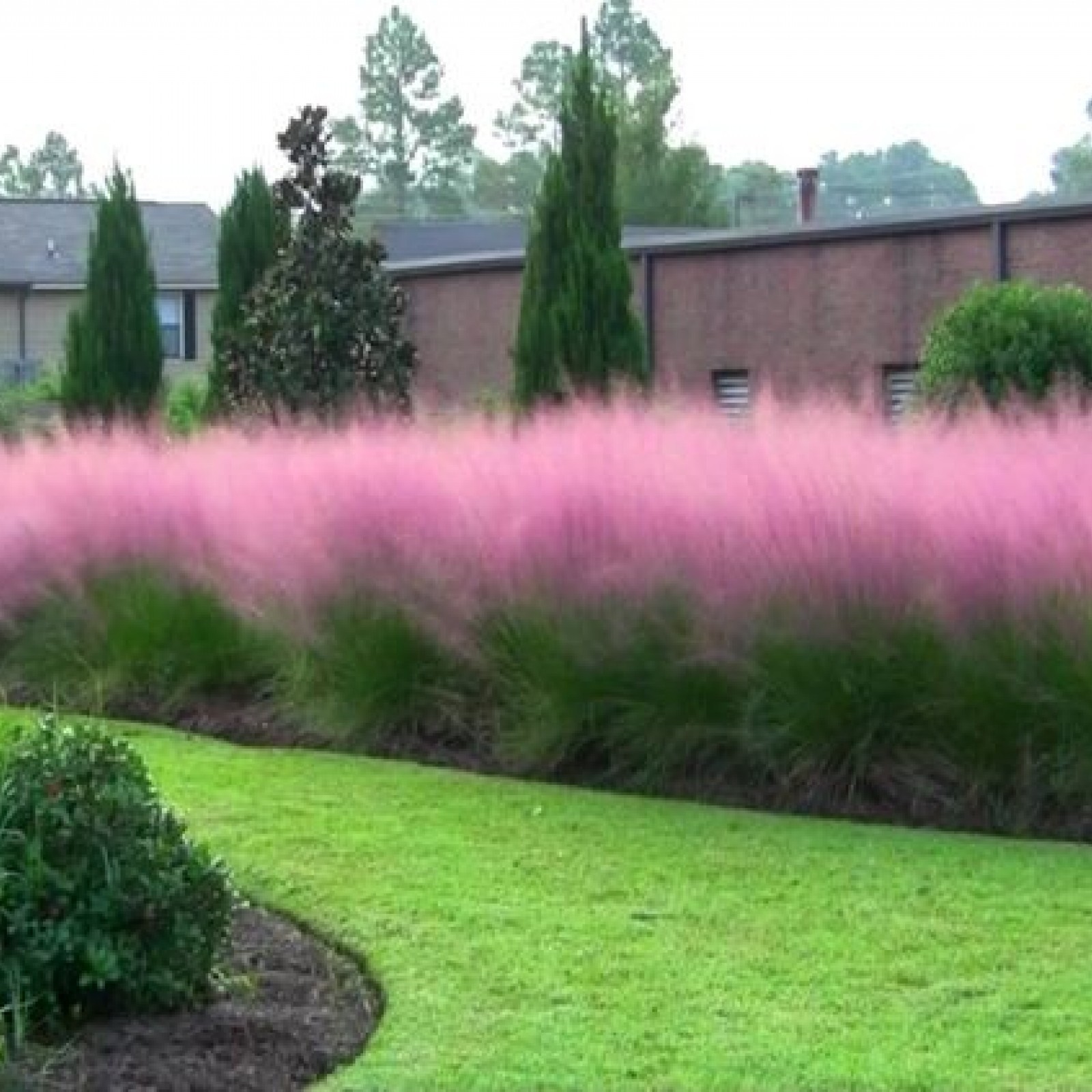 Pink Muhly Grass Muhlenbergia Capillaris 10 Seeds Free Shipping!