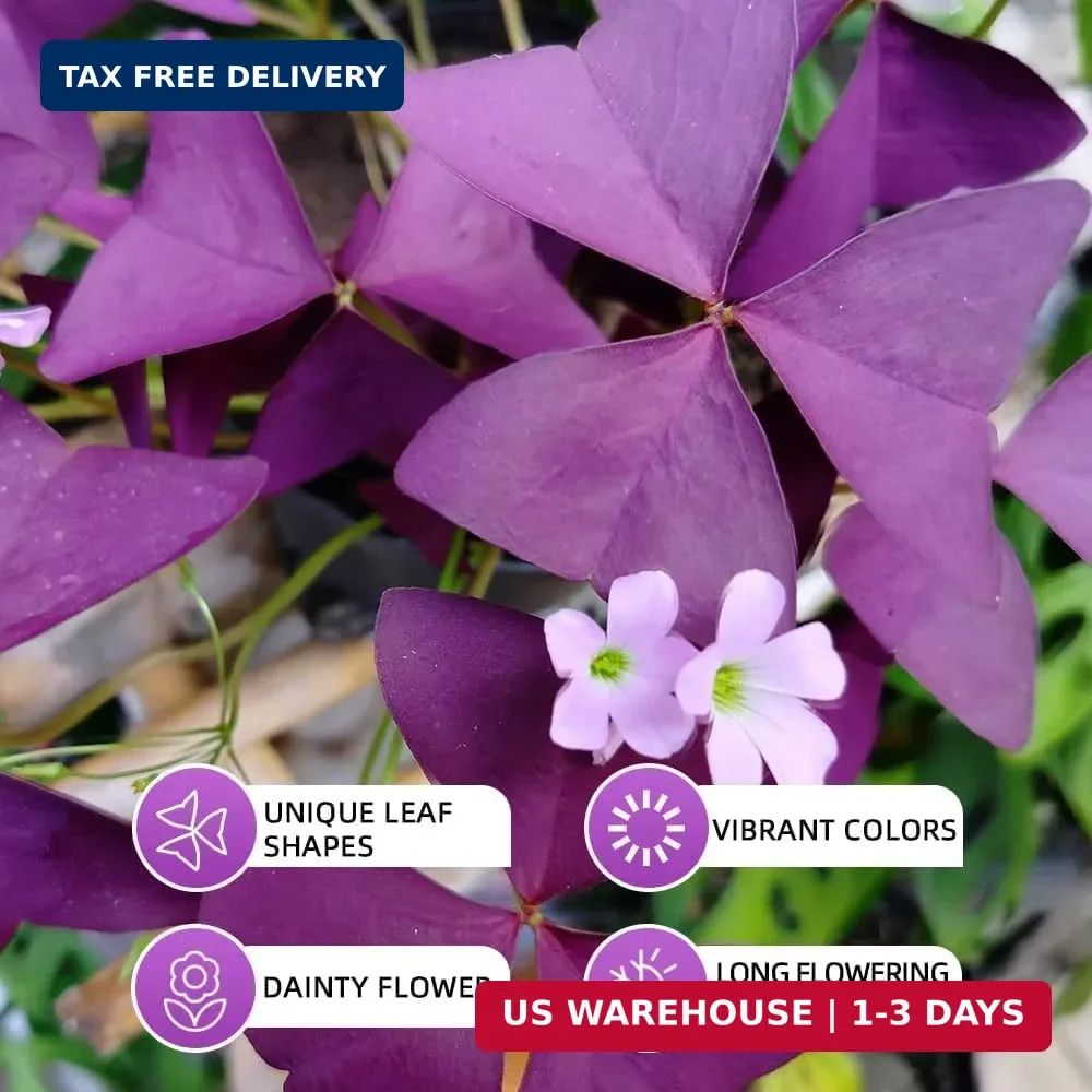 Purple Shamrock Bulbs 12 Pcs Good Luck Purple Oxalis Bulbs for Planting Indoor a