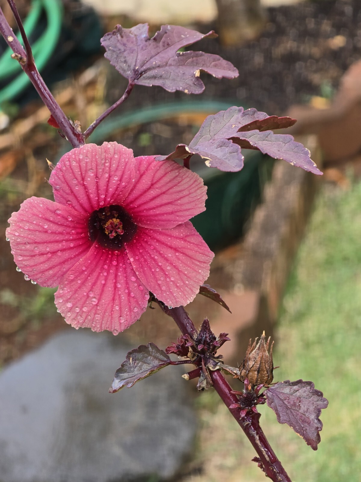 2 Cranberry Maple Leaf Hibiscus PLANTS 红枫叶芙蓉 Bare root dormant EZ Grow Hawaiian
