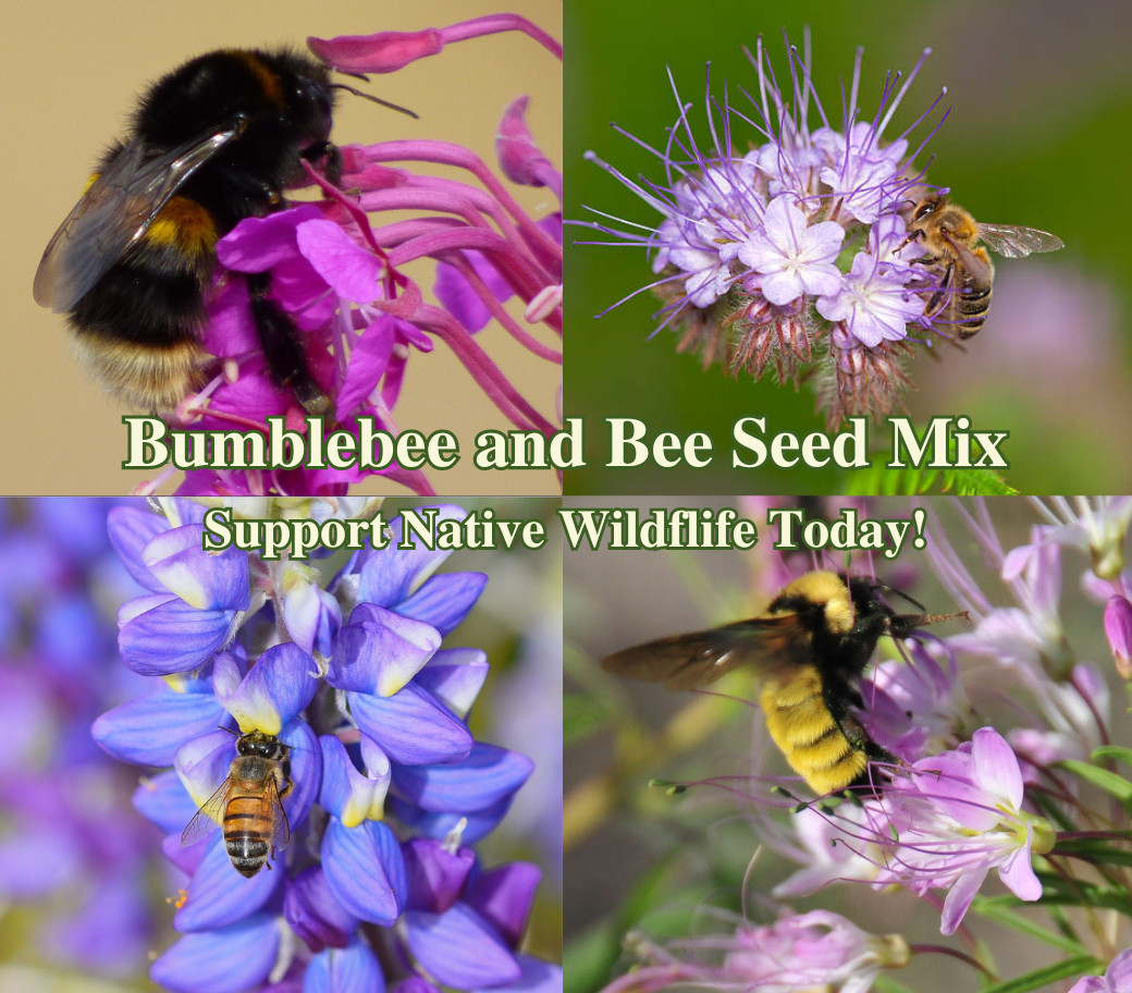 Bee Flower Seed Mix American Native Wild Flowers for Bumblebee Low Water Garden