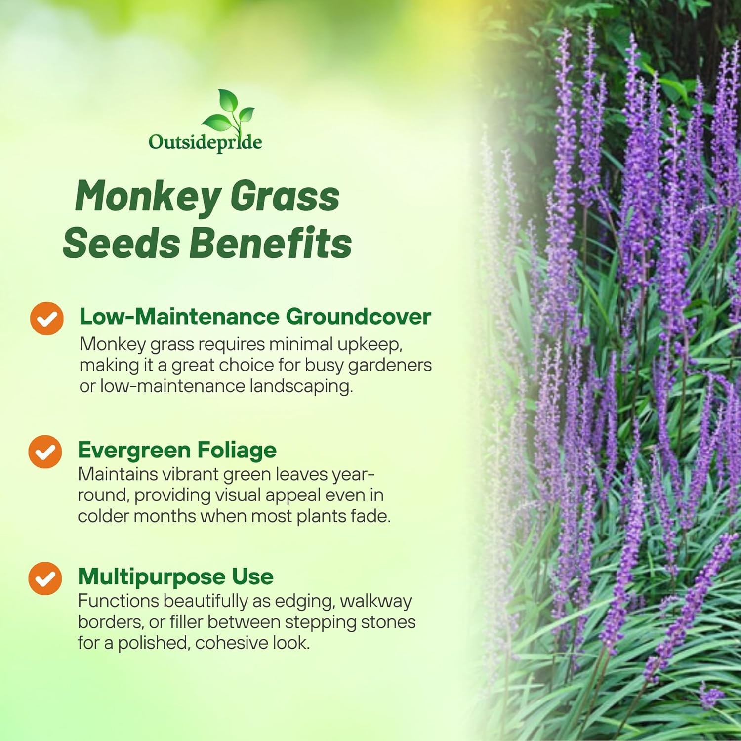 25 Seeds Monkey Grass Drought Tolerant Lily Turf Ornamental Grass Seed