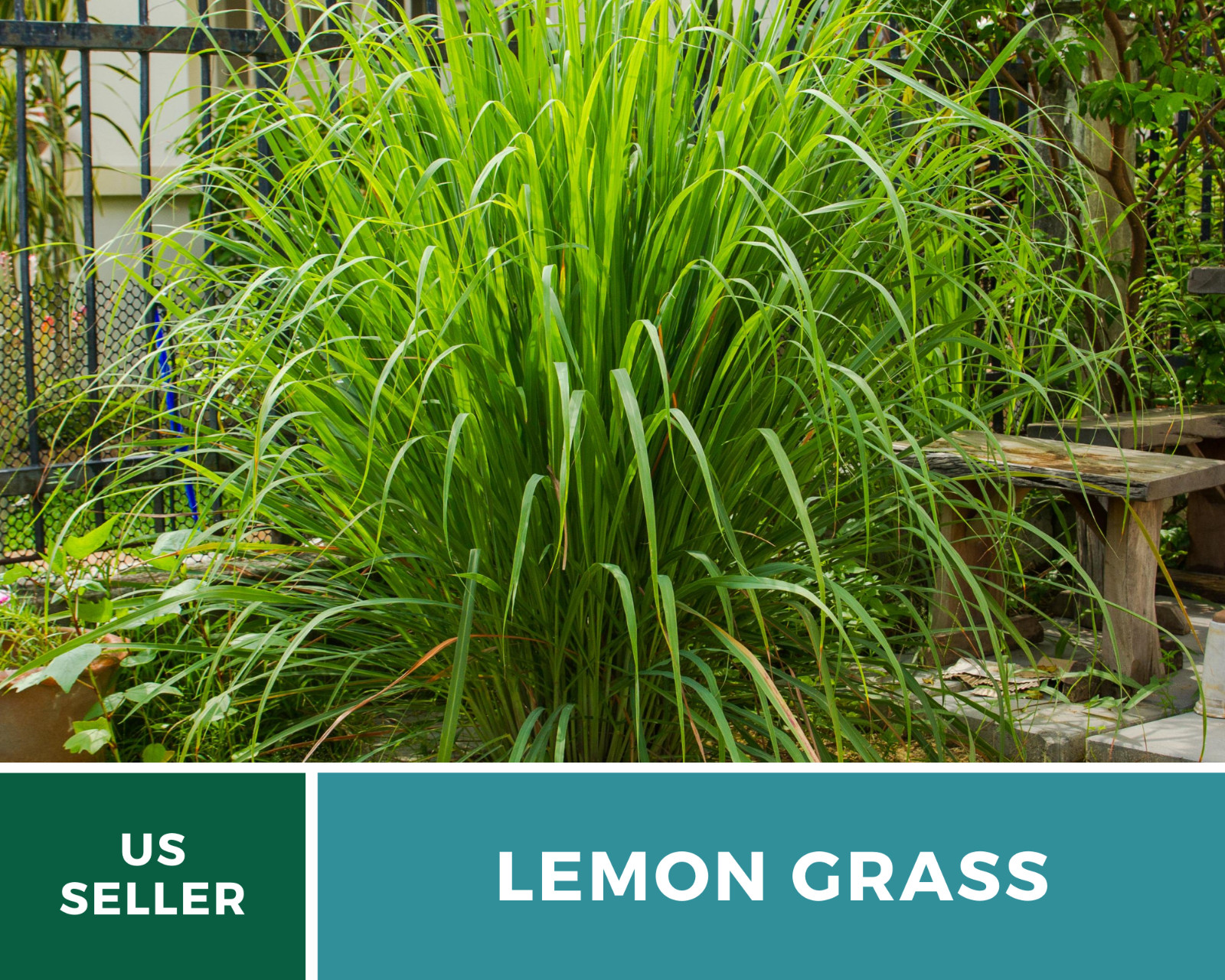 Lemon Grass – 100 Seeds – Culinary & Medicinal Herb (Cymbopogon Flexuosus)