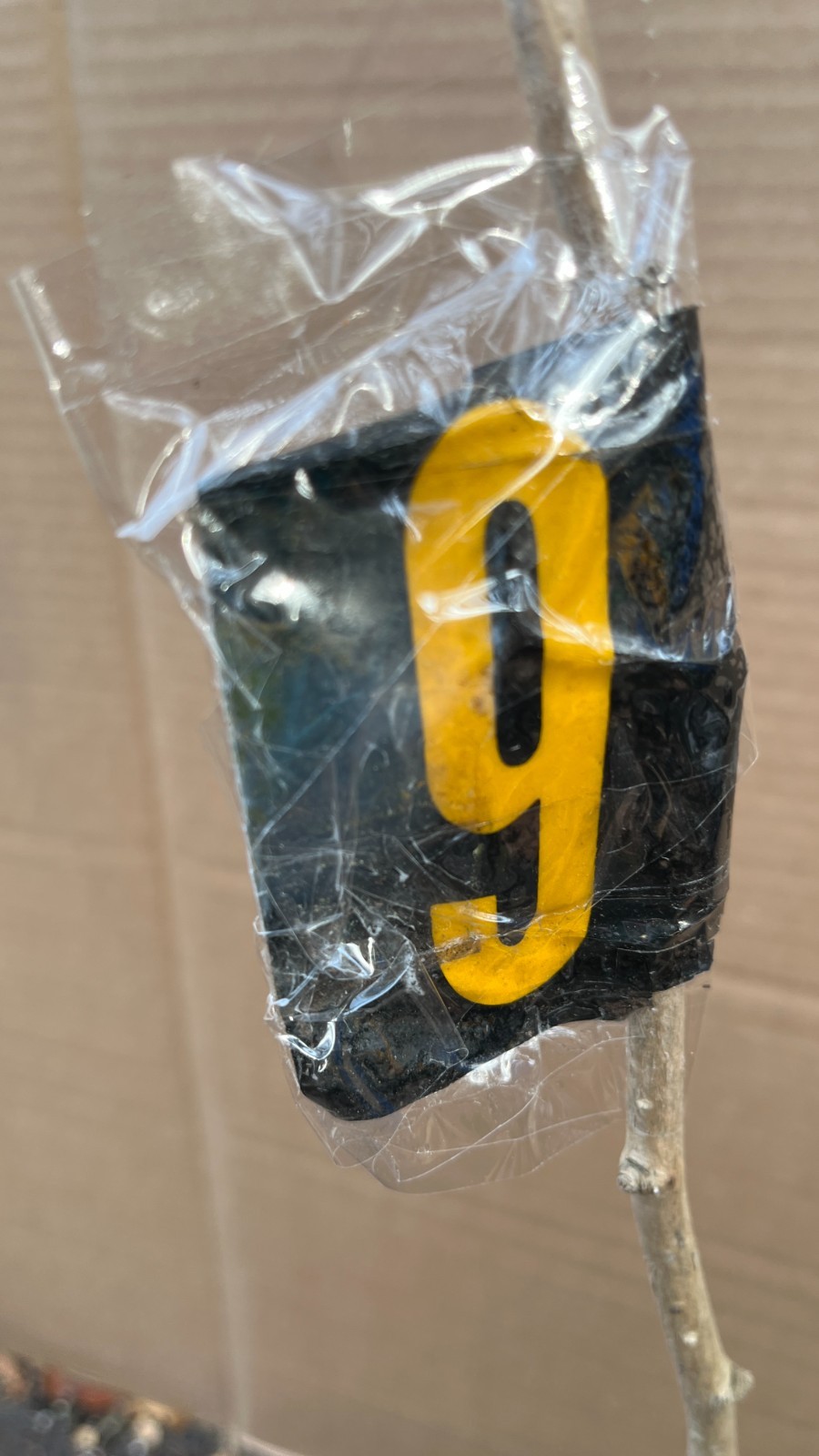 Ginkgo #9, exact plant, 4 year old. Shipped with roots wrapped. No soil.
