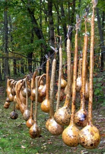 Dipper Gourd Seeds,12″ long necks and bulbs with a diameter of 5-7″
