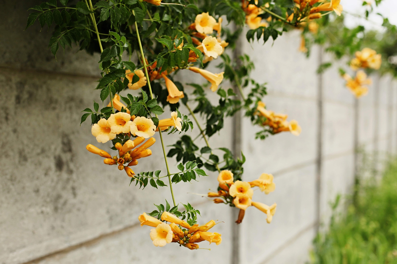 10 YELLOW HUMMINGBIRD TRUMPET VINE Flower Campsis Radicans Flava Climber Seeds
