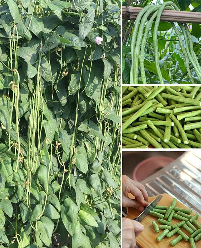 25+ Mixed Yard Long Bean Seeds Green or Purple Red Asian Chinese Long Bean Veget