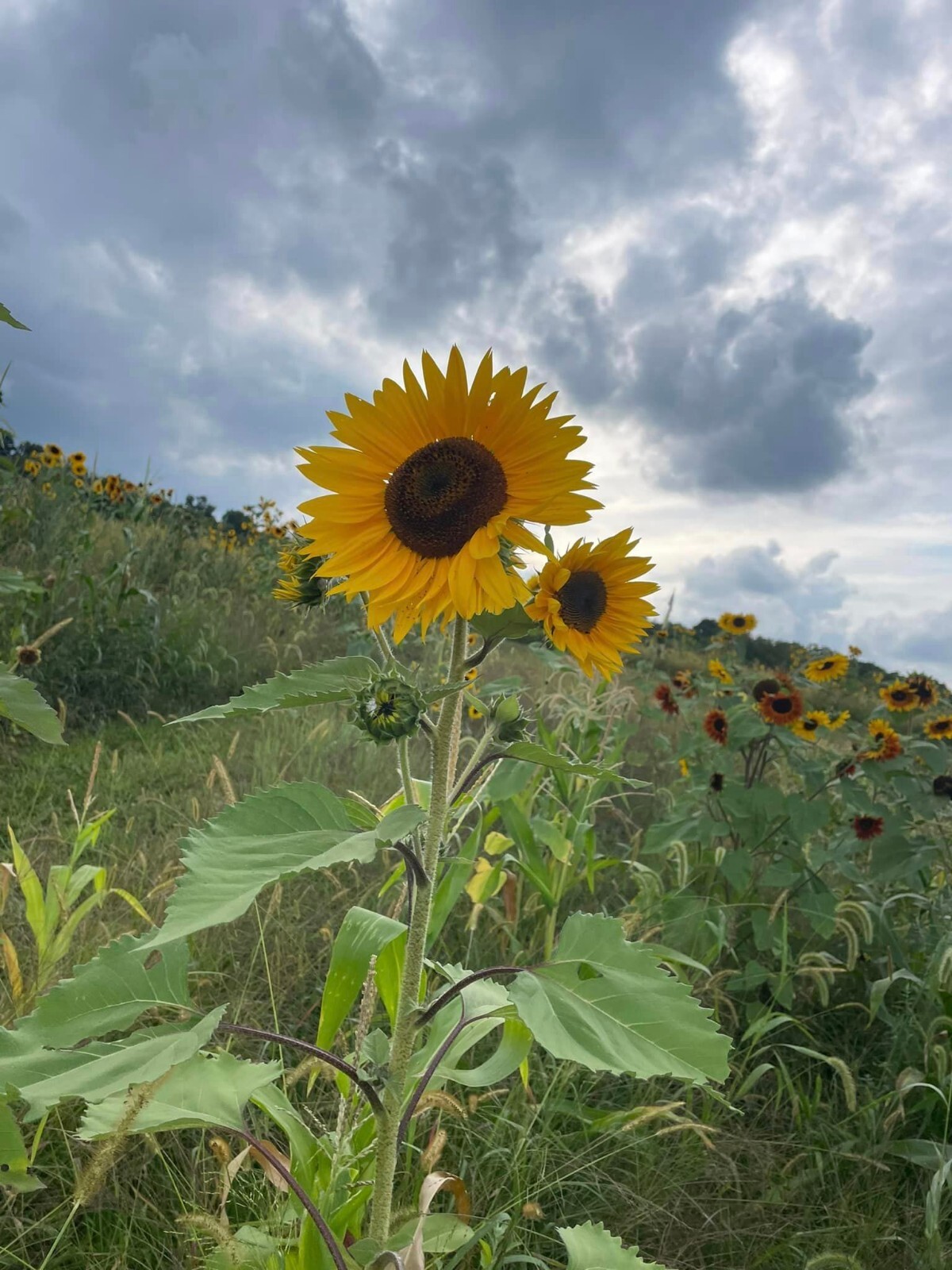100+ Organic Heirloom Sunflower Seeds For Planting Multiple Colors Free Shipping