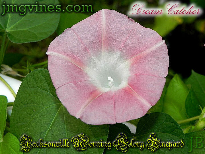 Dream Catcher Ipomoea Purpurea Morning Glory 10 Qty