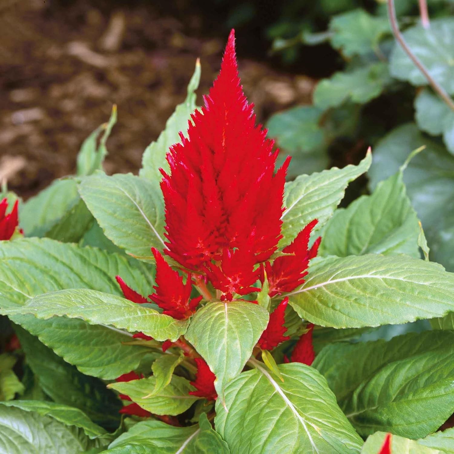 Scarlet Plume Celosia 25 Seeds Heirloom Non-GMO Grows Everywhere w/Free Shipping