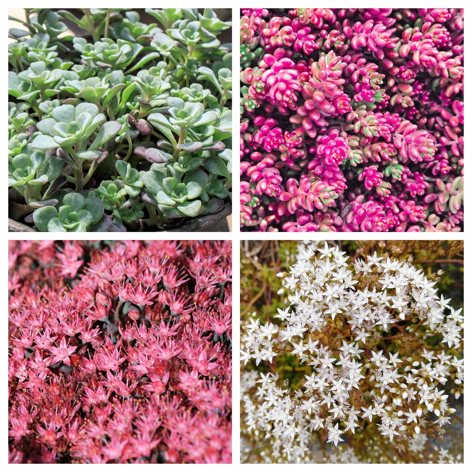 150 MIXED SEDUM Stonecrop Succulent Groundcover Red Pink Purple + Flower Seeds