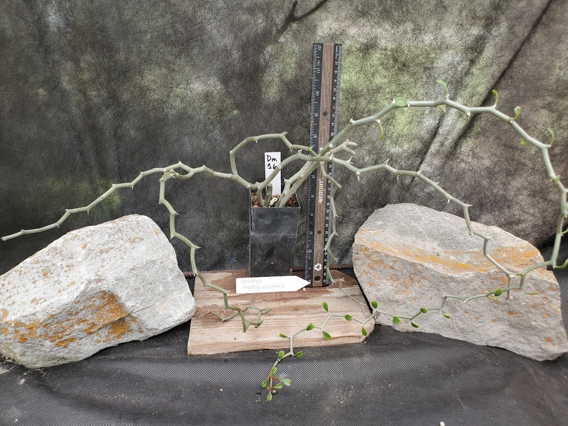 Decarya madagascariensis – Zig Zag Plant – Madagascar – Rooted Lot Dm16