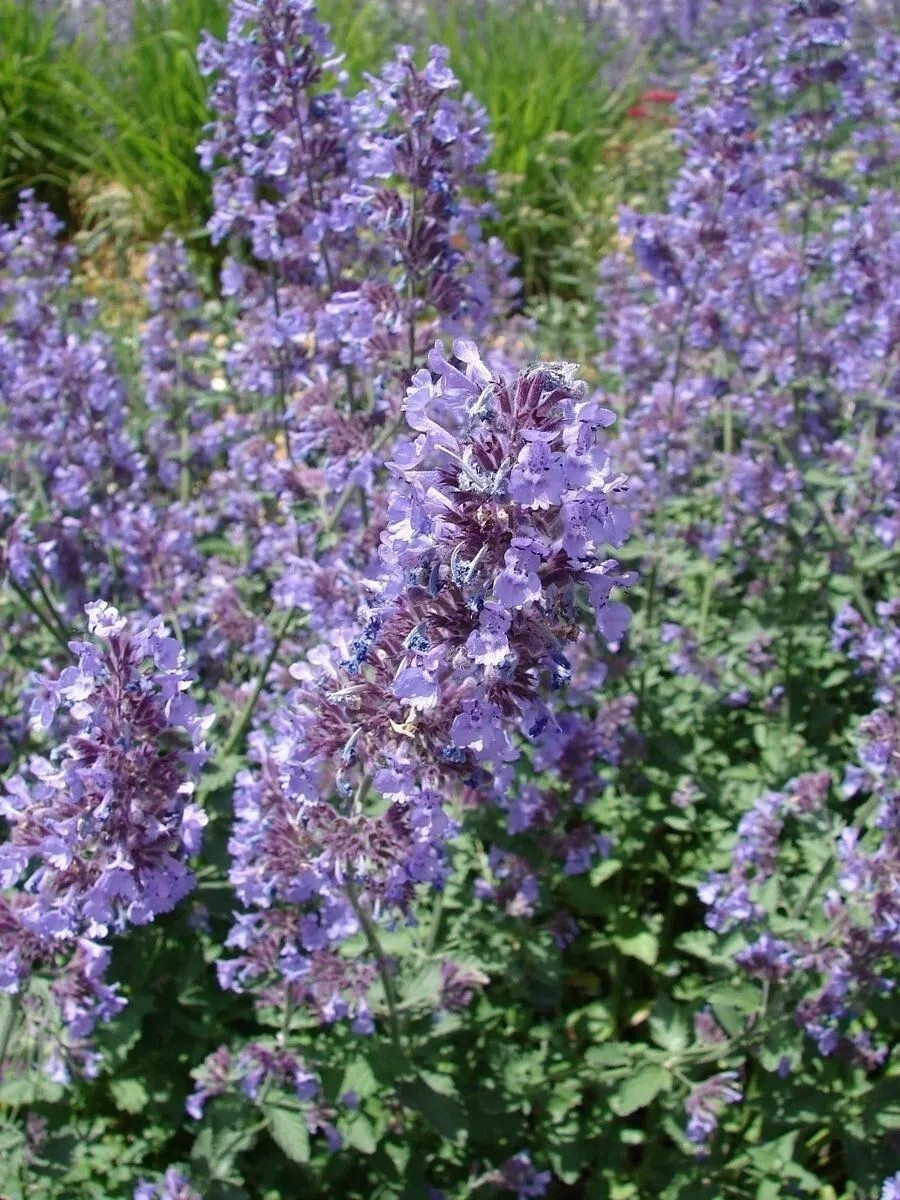 1000+ CATNIP SEEDS – PERENNIAL – BUG REPELLING – NON GMO – HEIRLOOM – HERB