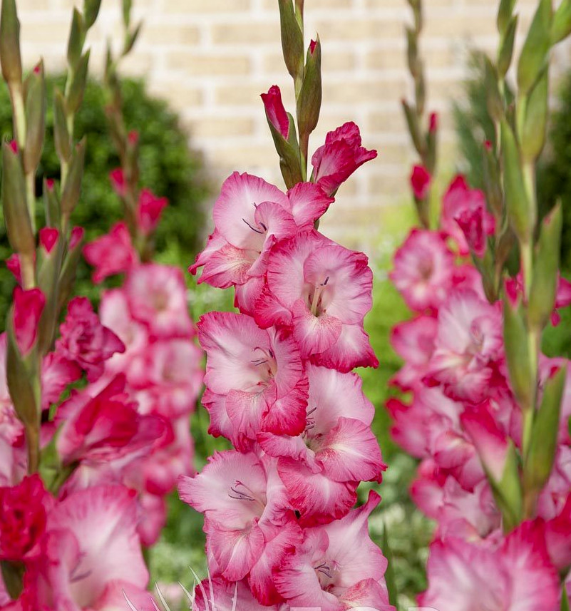 10 Gladiolus Flower Bulbs-Spectacular Rainbow Mix(Pack of 10 Lrg Bulbs)Zone 3-10