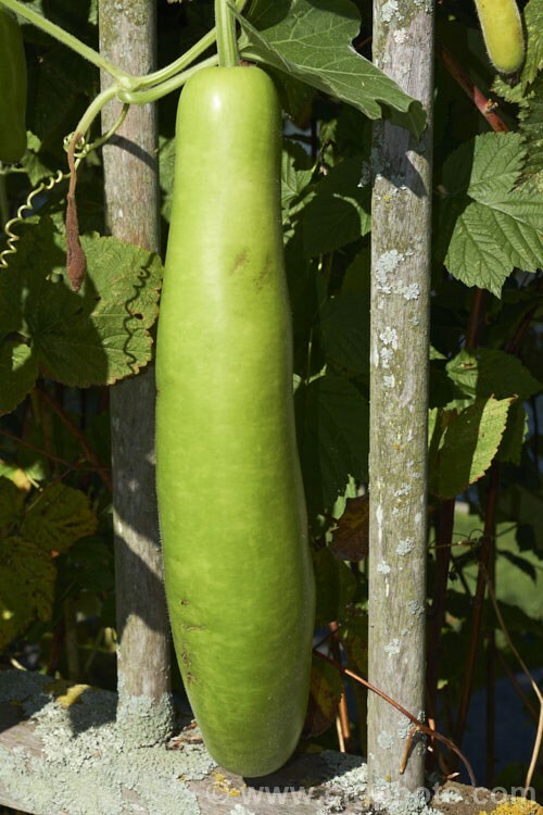 Lagenaria siceraria | Birdhouse Gourd | Calabash Corsican | Tasmania | 10_Seeds