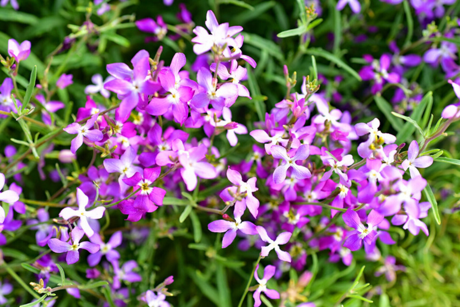 3000 Evening Scented (Night) Stock Matthiola Flower Seeds BULK, Lilac-Pink Mix