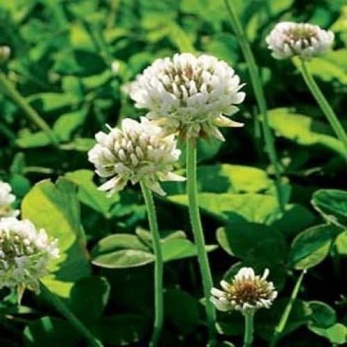 Nitrocoated 2 lbs White Clover Seed – Attracts Pollinators and Enhances Soil