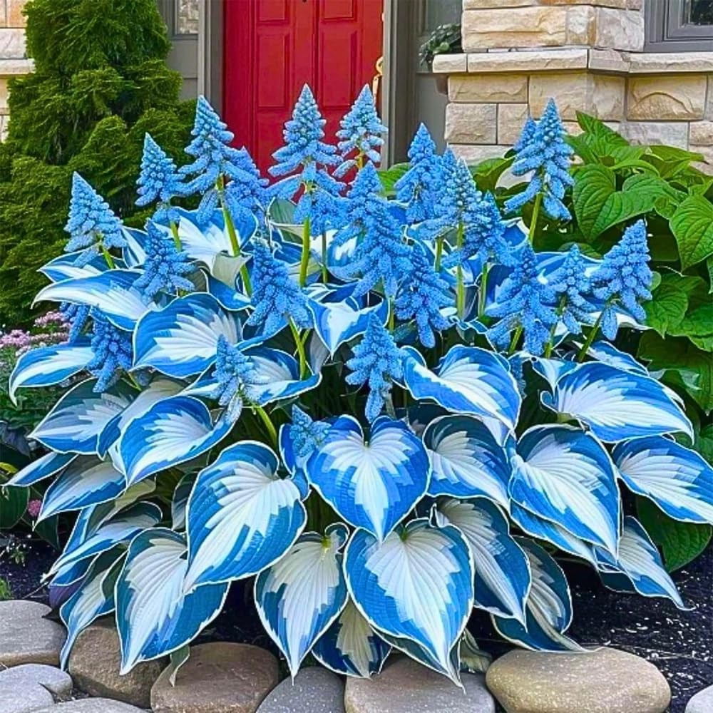 220+ Hosta Seeds Blue Perennial for Planting,Hosta Seeds Blue and Black,Rare Hos