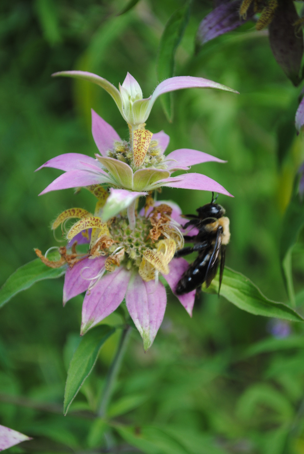 301+SPOTTED BEE BALM Flower Seeds Native Wildflower Herbal Tea Medicinal Plant