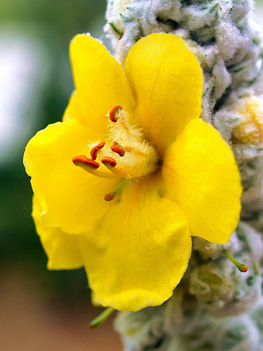 MULLEIN SEED * ORNAMENTAL PLANT * FLOWERING * MEDICINAL *