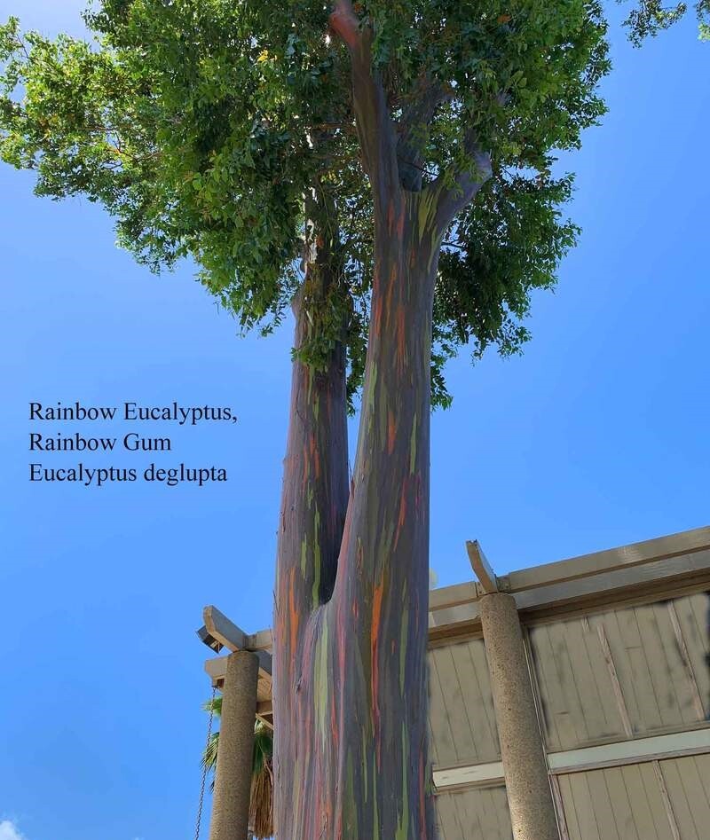 1-1000 PCS Rainbow Eucalyptus Tree Seeds Indonesian Gum Mindanao Sarassa 0128