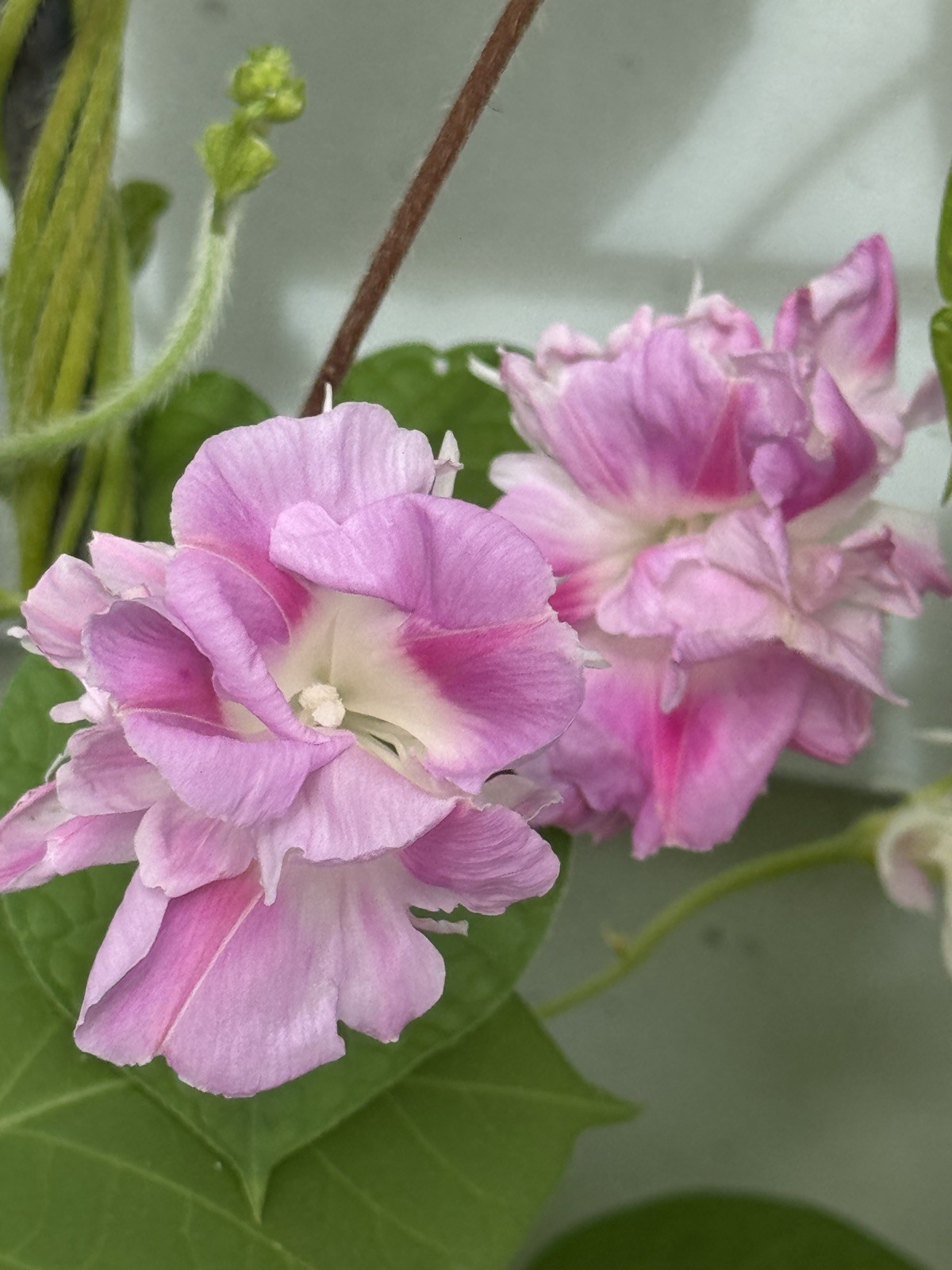 20 Pink Split Second Morning Glory Seeds Heirloom Cottage Garden Vine Double