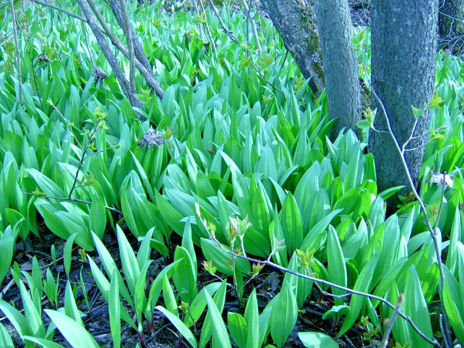 WILD RAMPS Seeds (Allium tricoccum) Ramson Vegetable Wild Garlic Wild Leek Plant